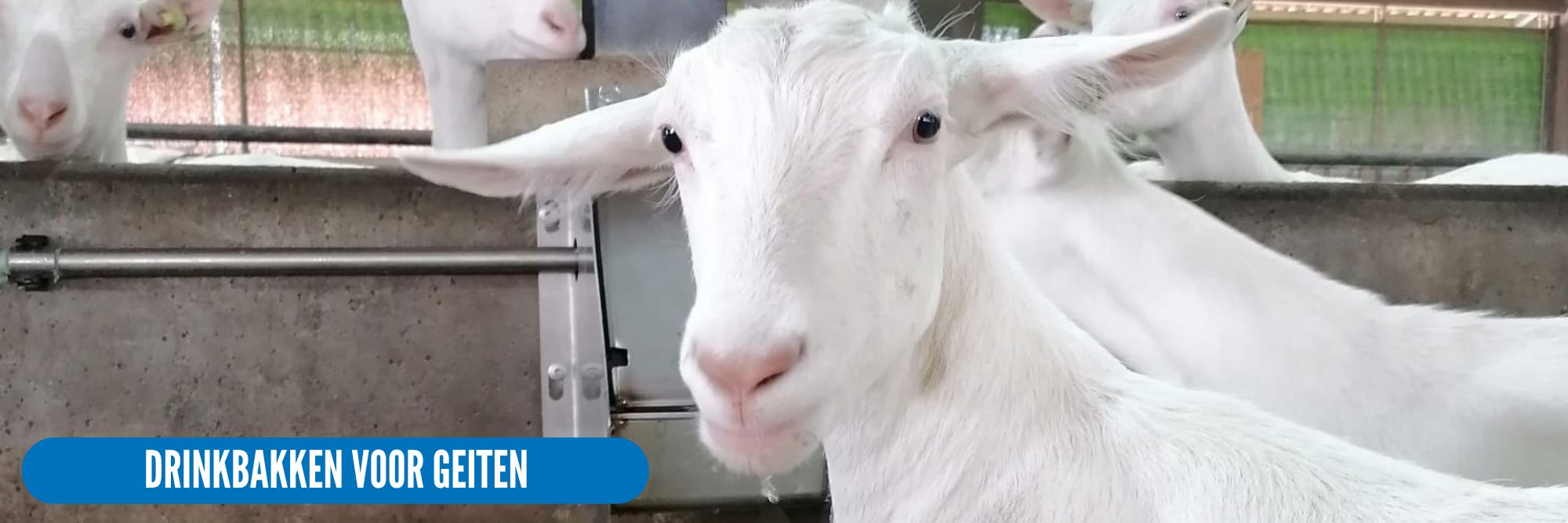 suevia drinkbakken voor geiten